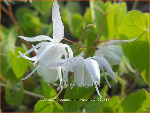 Epimedium youngianum &#39;Yenomoto&#39; | Elfenbloem | Zierliche Garten-Elfenblume