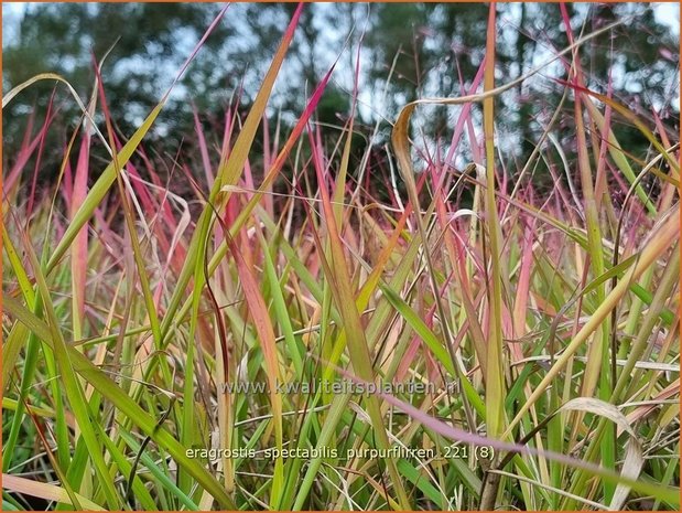 Eragrostis spectabilis &#39;Purpurflirren&#39; | Liefdesgras | Purpur-Liebesgras