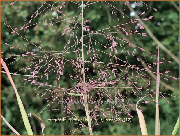 Eragrostis spectabilis &#39;Purpurflirren&#39; | Liefdesgras | Purpur-Liebesgras