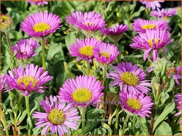 Erigeron glaucus &#39;Sea Breeze&#39; | Fijnstraal | Strand-Berufkraut