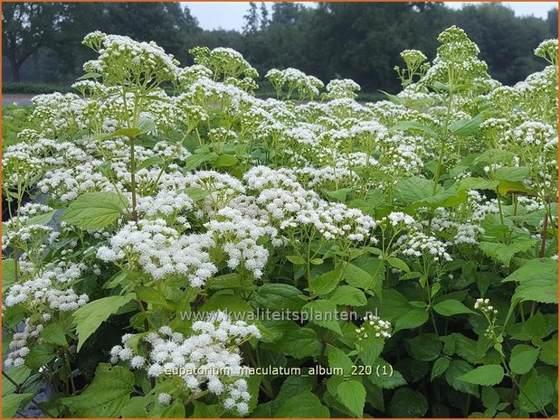 Eupatorium maculatum 'Album' | Koninginnekruid, Leverkruid | Gefleckter Wasserdost