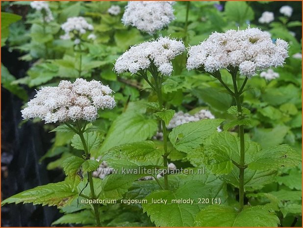 Eupatorium rugosum &#39;Lucky Melody&#39; | Koninginnekruid, Leverkruid | Braunblättriger Wasserdost