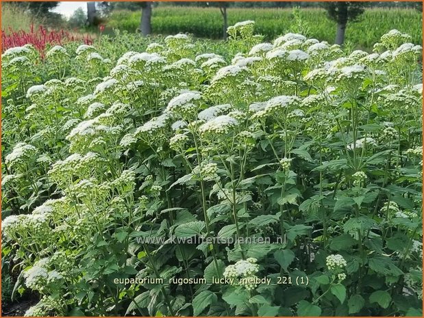 Eupatorium rugosum &#39;Lucky Melody&#39; | Koninginnekruid, Leverkruid | Braunblättriger Wasserdost