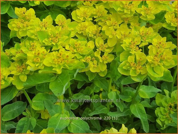 Euphorbia polychroma | Kleurige wolfsmelk, Wolfsmelk | Gold-Wolfsmilch