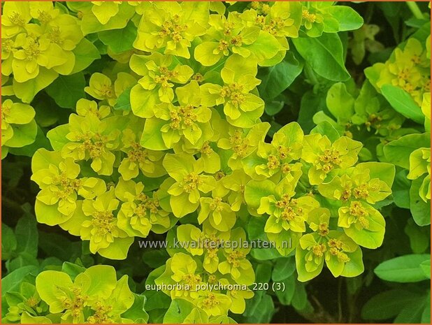 Euphorbia polychroma | Kleurige wolfsmelk, Wolfsmelk | Gold-Wolfsmilch