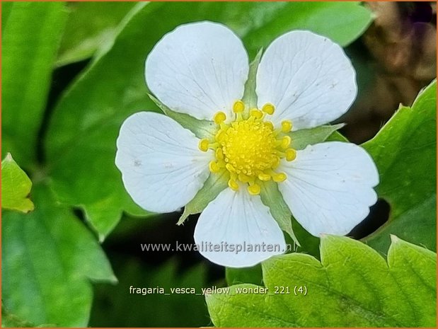 Fragaria vesca &#39;Yellow Wonder&#39; | Bosaardbei, Aardbei | Walderdbeere