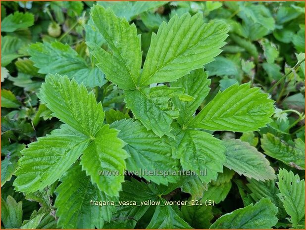 Fragaria vesca &#39;Yellow Wonder&#39; | Bosaardbei, Aardbei | Walderdbeere