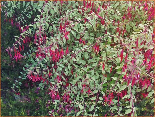 Fuchsia magellanica 'Variegata' | Bellenplant, Tuinfuchsia, Fuchsia | Scharlachfuchsie