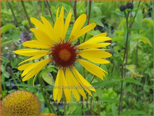 Gaillardia &#39;Amber Wheels&#39; | Kokardebloem | Kokardenblume