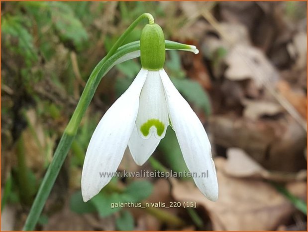 Galanthus nivalis | Gewoon sneeuwklokje, Sneeuwklokje | Kleines Schneeglöckchen