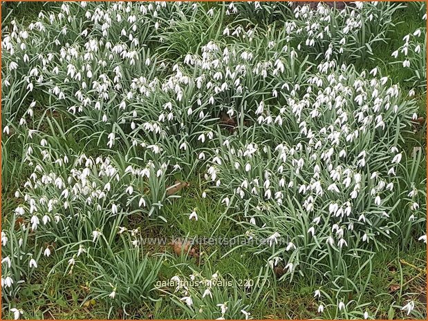 Galanthus nivalis | Gewoon sneeuwklokje, Sneeuwklokje | Kleines Schneeglöckchen