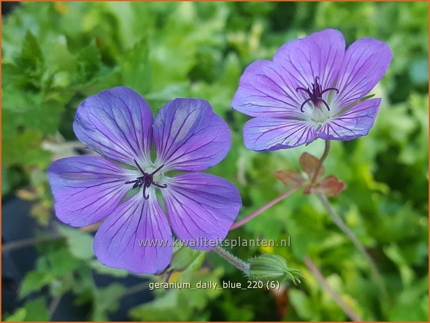 Geranium &#39;Daily Blue&#39; | Ooievaarsbek, Tuingeranium | Nepal-Storchenschnabel