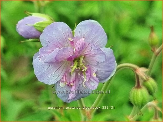 Geranium pratense &#39;Else Lacey&#39; | Beemdooievaarsbek, Ooievaarsbek, Tuingeranium | Wiesen-Storchschnabel