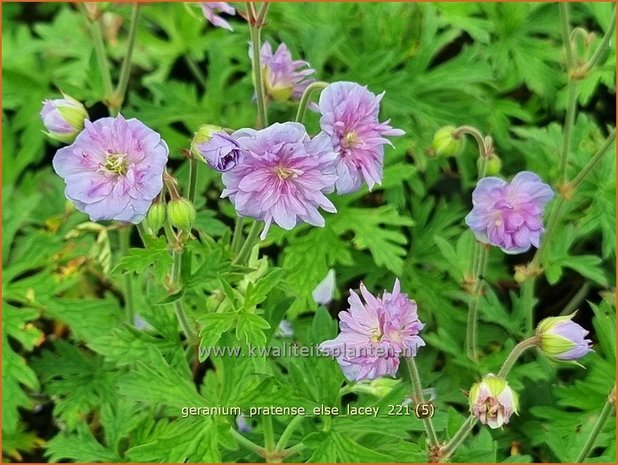 Geranium pratense &#39;Else Lacey&#39; | Beemdooievaarsbek, Ooievaarsbek, Tuingeranium | Wiesen-Storchschnabel