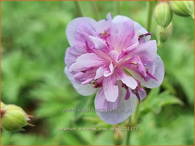 Geranium pratense &#39;Else Lacey&#39; | Beemdooievaarsbek, Ooievaarsbek, Tuingeranium | Wiesen-Storchschnabel