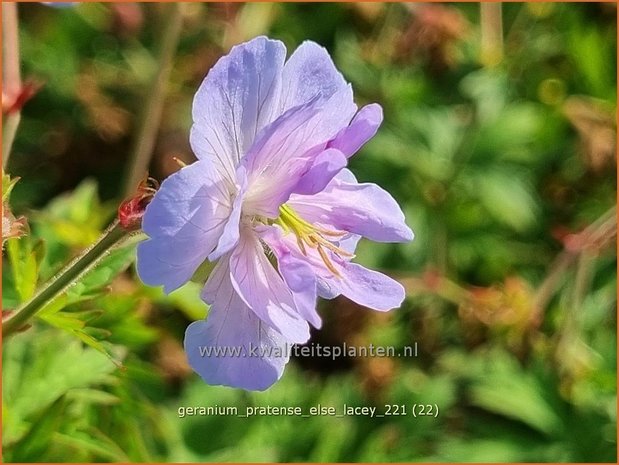 Geranium pratense &#39;Else Lacey&#39; | Beemdooievaarsbek, Ooievaarsbek, Tuingeranium | Wiesen-Storchschnabel