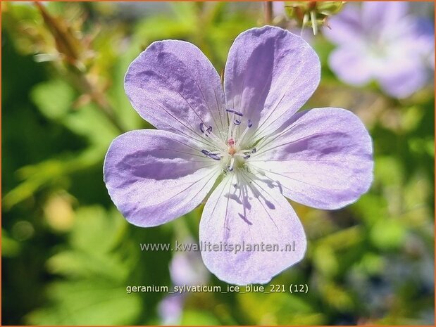 Geranium sylvaticum &#39;Ice Blue&#39; | Bosooievaarsbek, Ooievaarsbek, Tuingeranium | Wald-Storchschnabel