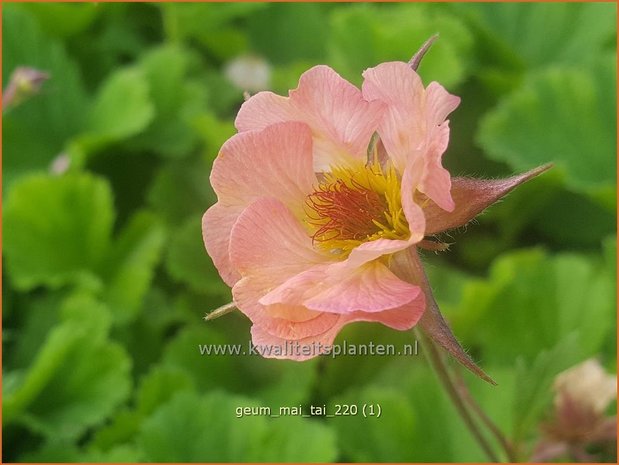 Geum &#39;Mai Tai&#39; | Nagelkruid | Nelkenwurz