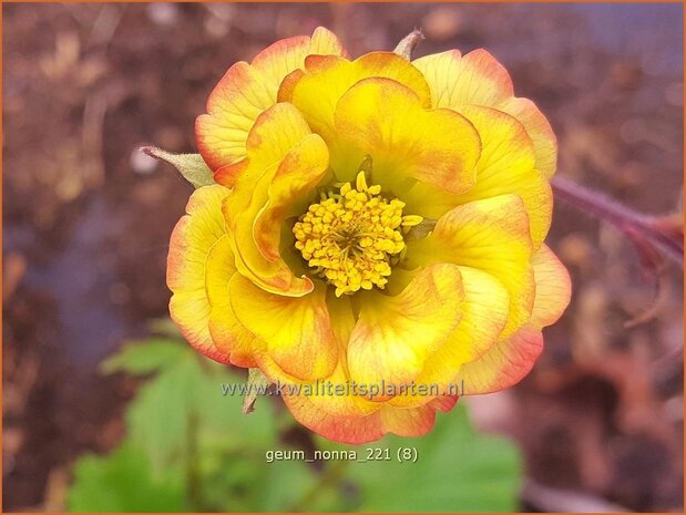 Geum 'Nonna' | Nagelkruid | Nelkenwurz | Avens