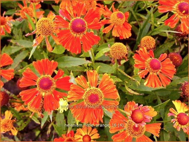 Helenium &#39;Little Orange&#39; | Zonnekruid | Sonnenbraut