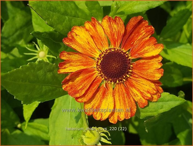 Helenium &#39;Mien Ruys&#39; | Zonnekruid | Sonnenbraut