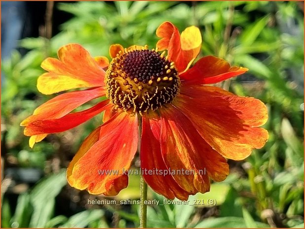 Helenium &#39;Sahins Early Flowerer&#39; | Zonnekruid | Sonnenbraut