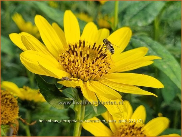 Helianthus decapetalus &#39;Suncatcher Pure Gold&#39; | Vaste zonnebloem | Stauden-Sonnenblume