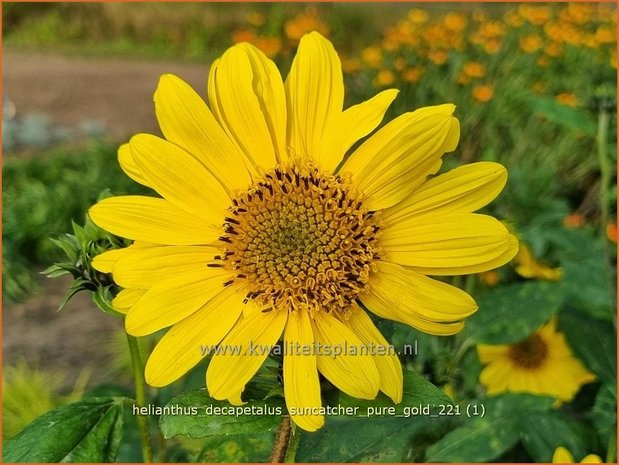 Helianthus decapetalus &#39;Suncatcher Pure Gold&#39; | Vaste zonnebloem | Stauden-Sonnenblume