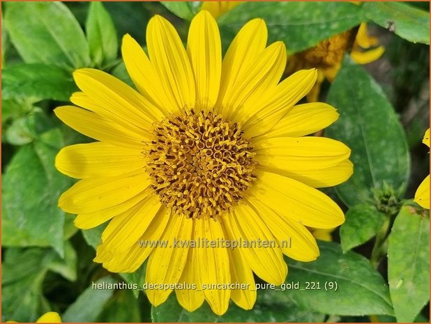 Helianthus decapetalus &#39;Suncatcher Pure Gold&#39; | Vaste zonnebloem | Stauden-Sonnenblume