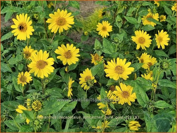 Helianthus decapetalus &#39;Suncatcher Pure Gold&#39; | Vaste zonnebloem | Stauden-Sonnenblume