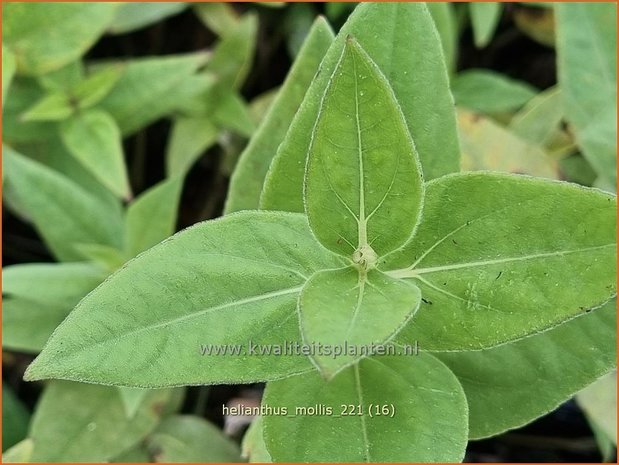 Helianthus mollis | Vaste zonnebloem | Behaarte Sonnenblume