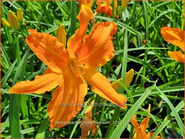 Hemerocallis 'Primal Scream' | Daglelie | Taglilie