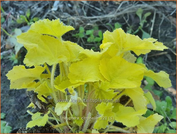 Heuchera &#39;Citronelle&#39; | Purperklokje | Purpurglöckchen