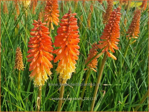 Kniphofia &#39;Backdraft&#39; | Vuurpijl, Fakkellelie | Fackellilie