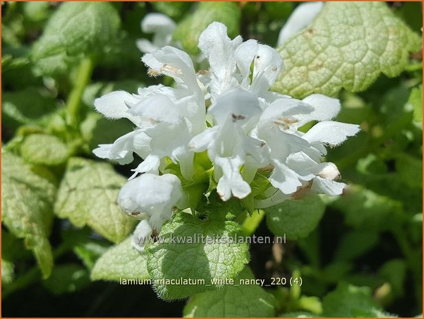 Lamium maculatum &#39;White Nancy&#39; | Gevlekte dovenetel, Dovenetel | Gefleckte Taubnessel