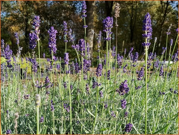 Lavandula angustifolia 'Hidcote' | Echte lavendel, Gewone lavendel, Lavendel | Echter Lavendel