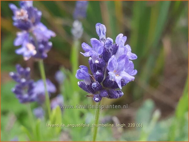 Lavandula angustifolia 'Thumbelina Leigh' | Echte lavendel, Gewone lavendel, Lavendel | Echter Lavendel | English Lav