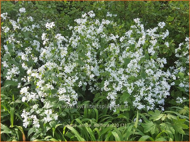 Lunaria annua &#39;Albiflora&#39; | Judaspenning | Einjähriges Silberblatt