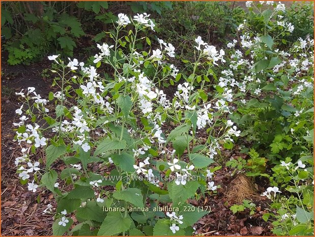 Lunaria annua &#39;Albiflora&#39; | Judaspenning | Einjähriges Silberblatt