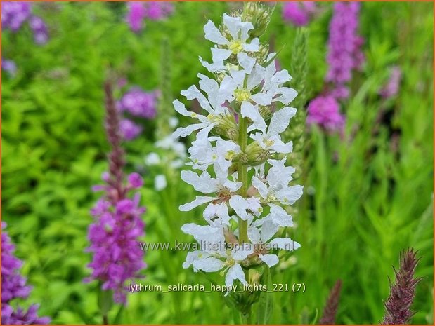 Lythrum salicaria &#39;Happy Lights&#39; | Grote kattenstaart, Kattenstaart | Blutweiderich