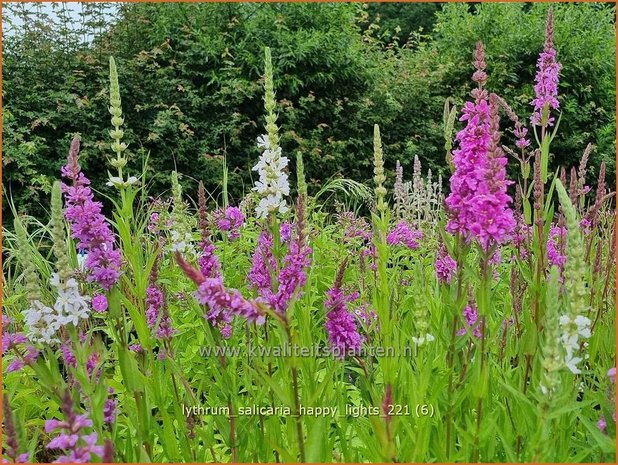 Lythrum salicaria &#39;Happy Lights&#39; | Grote kattenstaart, Kattenstaart | Blutweiderich