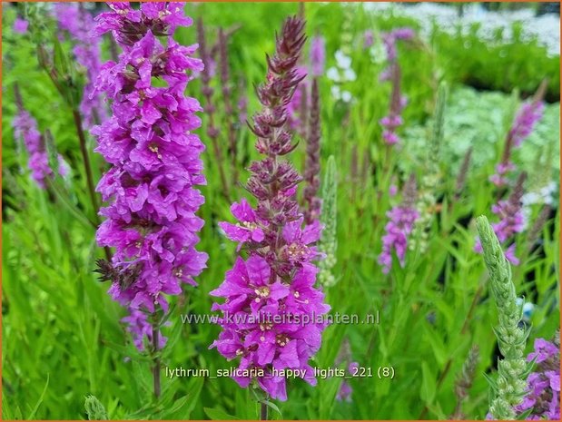 Lythrum salicaria &#39;Happy Lights&#39; | Grote kattenstaart, Kattenstaart | Blutweiderich