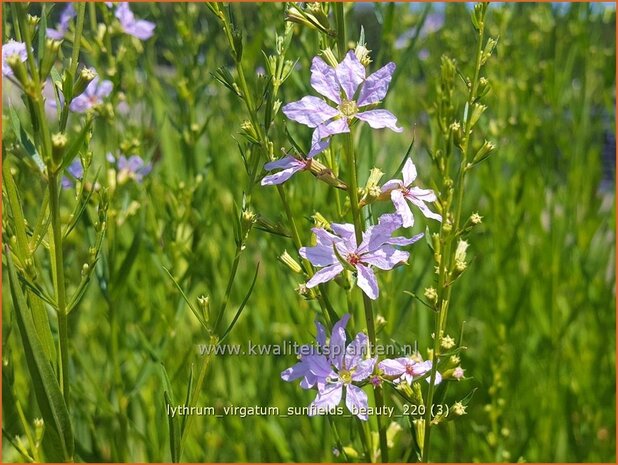 Lythrum virgatum 'Sunfields Beauty' | Fijne kattenstaart, Kattenstaart | Ruten-Weiderich