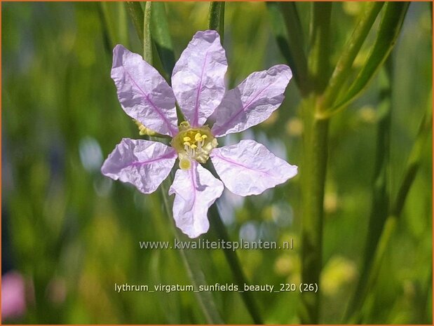 Lythrum virgatum 'Sunfields Beauty' | Fijne kattenstaart, Kattenstaart | Ruten-Weiderich