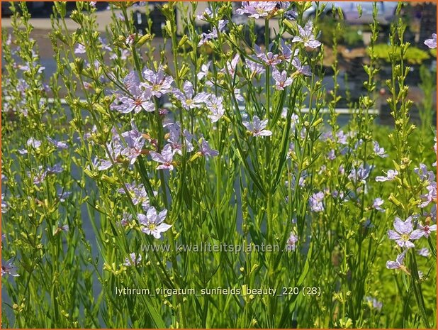 Lythrum virgatum 'Sunfields Beauty' | Fijne kattenstaart, Kattenstaart | Ruten-Weiderich