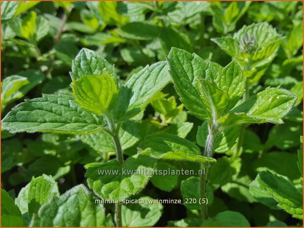 Mentha spicata &#39;Weinminze&#39; | Aarmunt, Groene munt, Kruizemunt, Munt | Ährige Minze