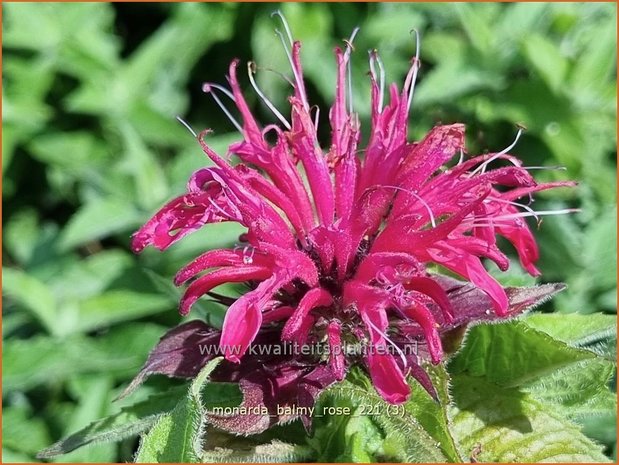 Monarda &#39;Balmy Rose&#39; | Bergamotplant, Indianennetel | Indianernessel