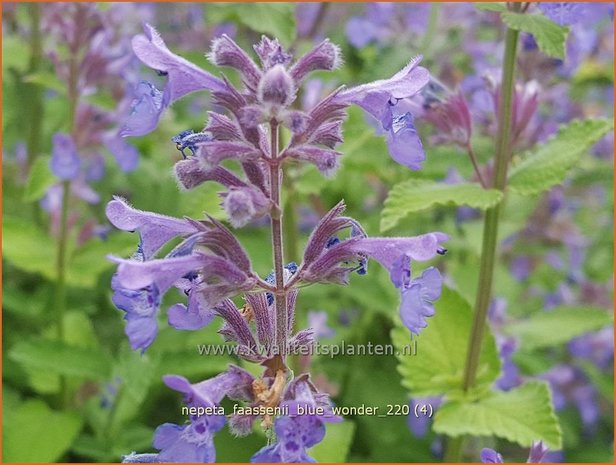 Nepeta faassenii &#39;Blue Wonder&#39; | Grijs kattenkruid, Kattenkruid | Blaue Katzenminze