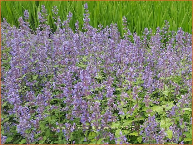 Nepeta faassenii &#39;Blue Wonder&#39; | Grijs kattenkruid, Kattenkruid | Blaue Katzenminze