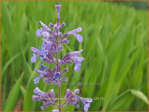 Nepeta faassenii &#39;Blue Wonder&#39; | Grijs kattenkruid, Kattenkruid | Blaue Katzenminze